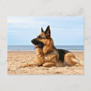 German Shepherd Postcard