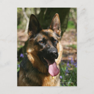 German Shepherd Postcard