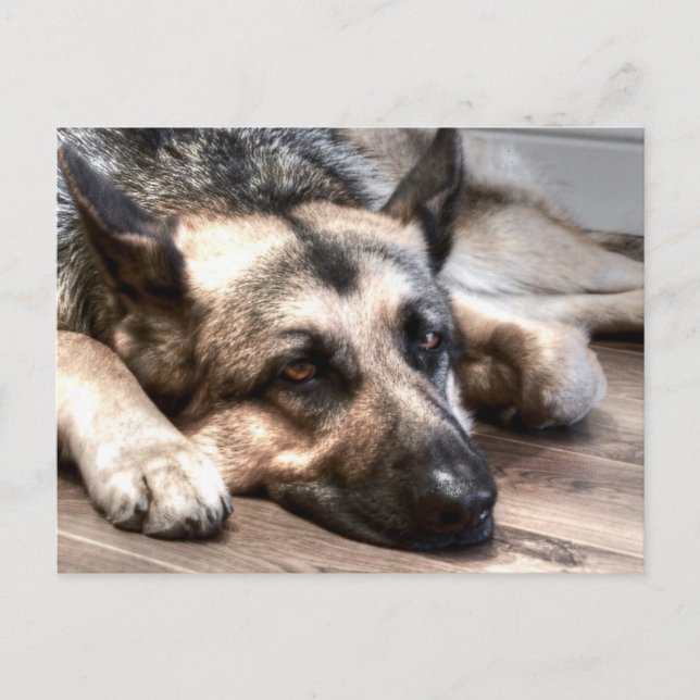 German Shepherd Postcard (Front)
