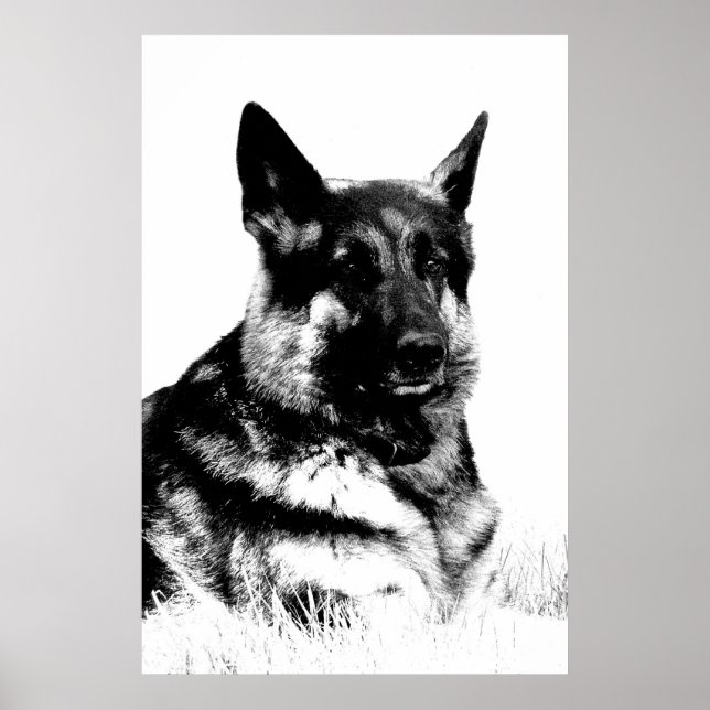German shepherd poster (Front)