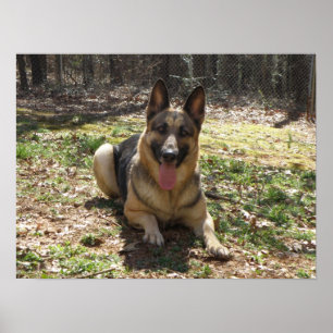 German Shepherd Poster