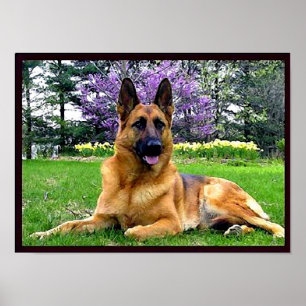German-Shepherd Poster