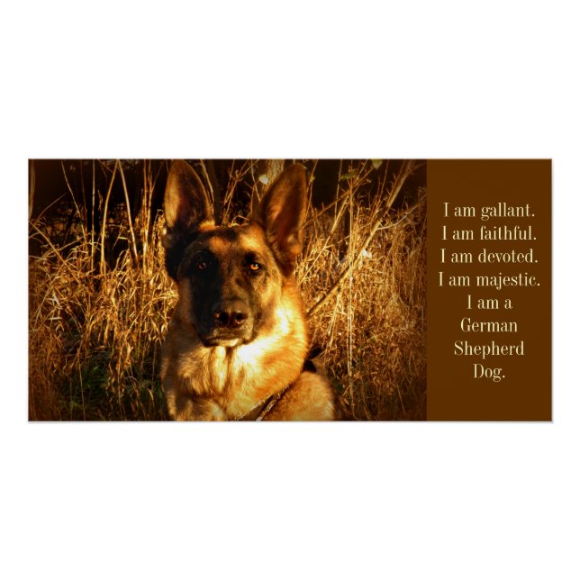 German Shepherd Poster (Front)