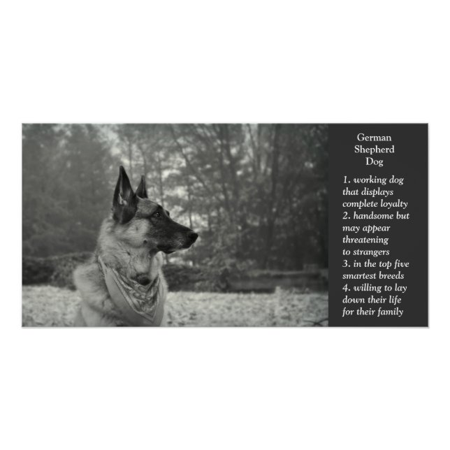 German Shepherd Poster (Front)