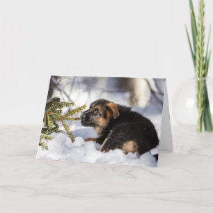 German shepherd pulling pine tree branch holiday card