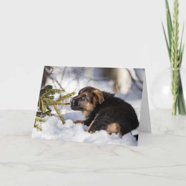 German shepherd pulling pine tree branch holiday card (Front)