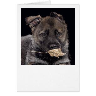 German Shepherd Pup - "Leaf It"