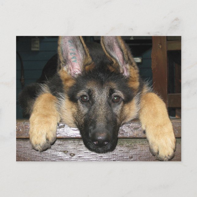 German Shepherd Pup Postcard (Front)