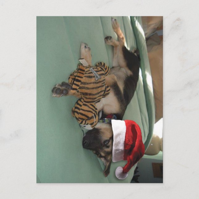 German Shepherd Pup with Santa Hat Holiday Postcard (Front)