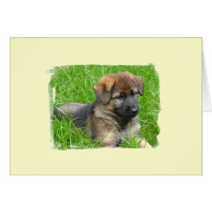 German Shepherd Puppy
