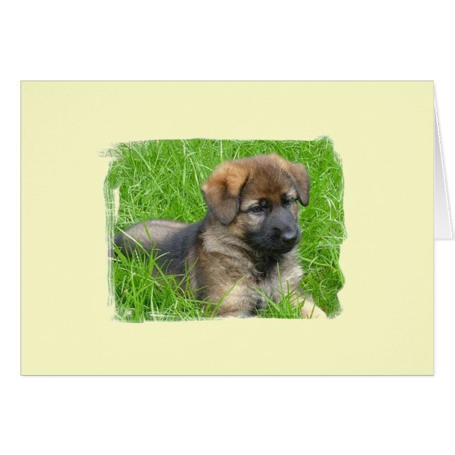 German Shepherd Puppy (Front Horizontal)