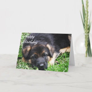 German Shepherd Puppy - Birthday card