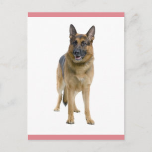 German Shepherd Puppy Dog Blank Post Card