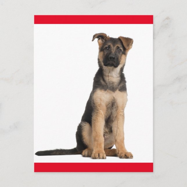 German Shepherd Puppy Dog Blank Post Card (Front)