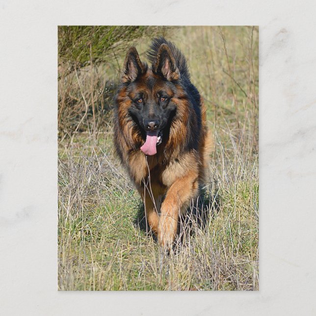 German Shepherd Puppy Dog Blank Post Card (Front)