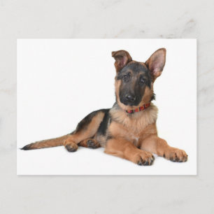 German Shepherd Puppy Dog Blank Post Card