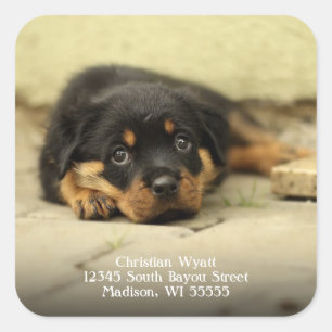 German Shepherd Puppy Dog Return Address Square Sticker