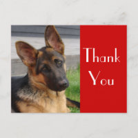 German Shepherd Puppy Dog Thank You  Post Card