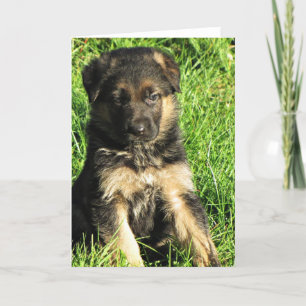 German Shepherd puppy Greeting card