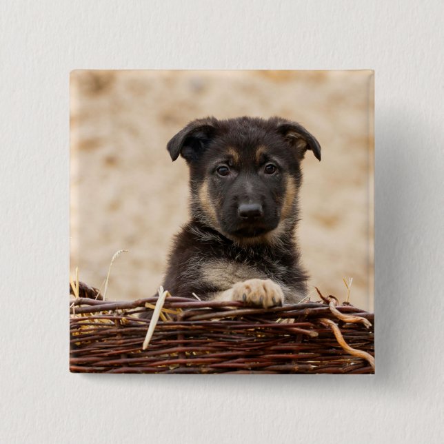 German Shepherd Puppy In Basket 2 Inch Square Button (Front)