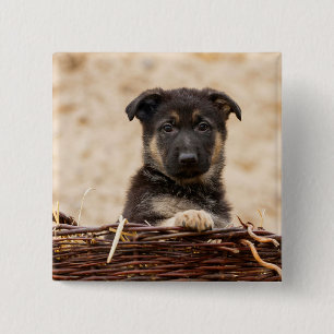 German Shepherd Puppy In Basket 2 Inch Square Button