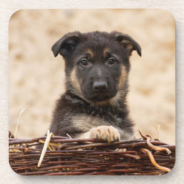 German Shepherd Puppy In Basket Coaster (Front)