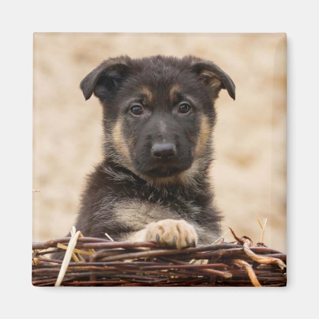 German Shepherd Puppy In Basket Magnet (Front)