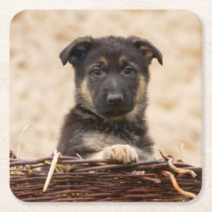 German Shepherd Puppy In Basket Square Paper Coaster