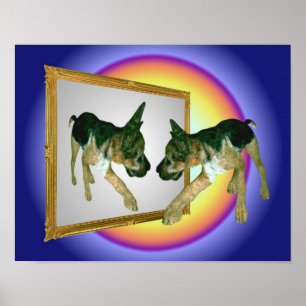 German Shepherd Puppy In Mirror Poster