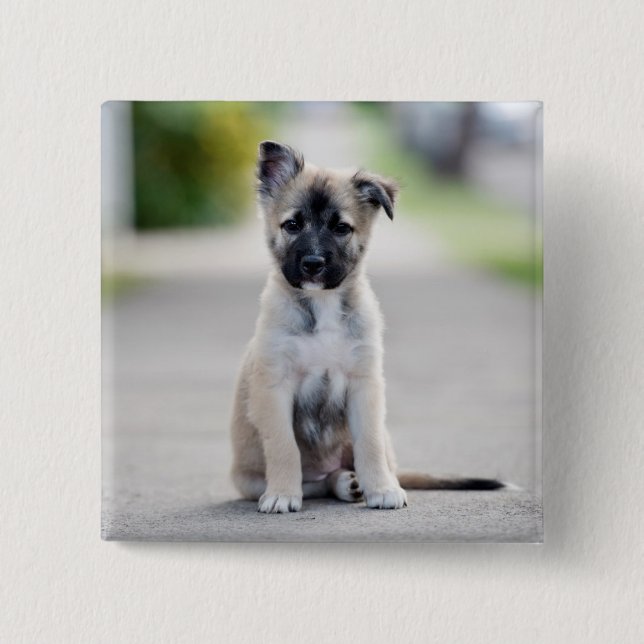 German Shepherd Puppy on Footpath 2 Inch Square Button (Front)