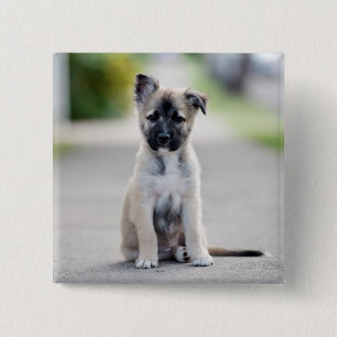 German Shepherd Puppy on Footpath 2 Inch Square Button