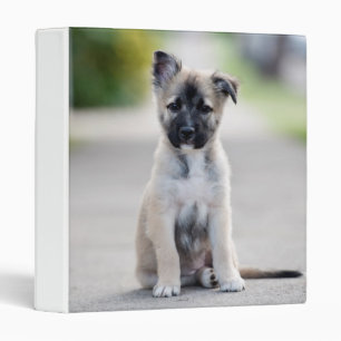 German Shepherd Puppy on Footpath Binder