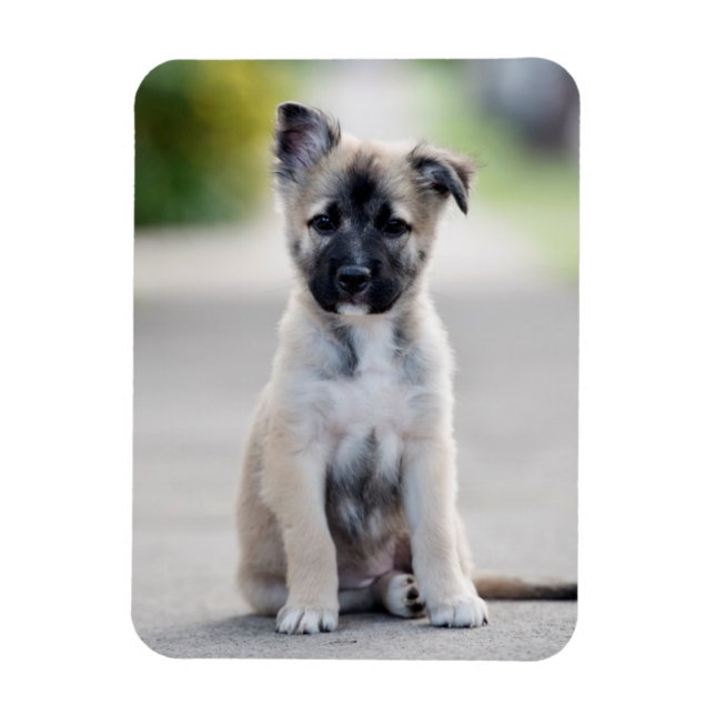 German Shepherd Puppy on Footpath Magnet (Vertical)