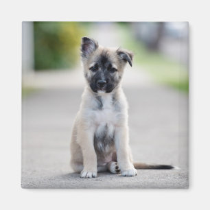 German Shepherd Puppy on Footpath Magnet