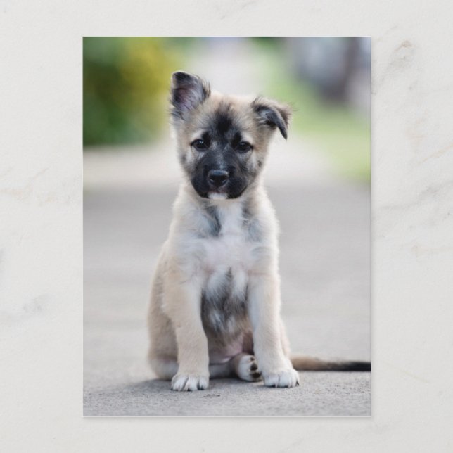 German Shepherd Puppy on Footpath Postcard (Front)