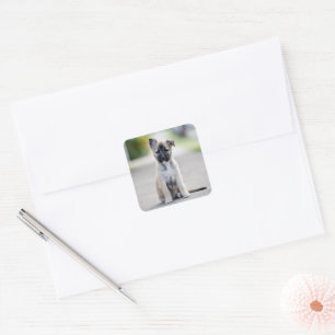 German Shepherd Puppy on Footpath Square Sticker