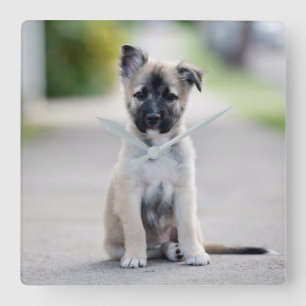 German Shepherd Puppy on Footpath Square Wall Clock