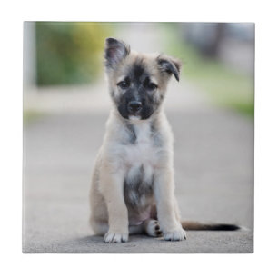 German Shepherd Puppy on Footpath Tile