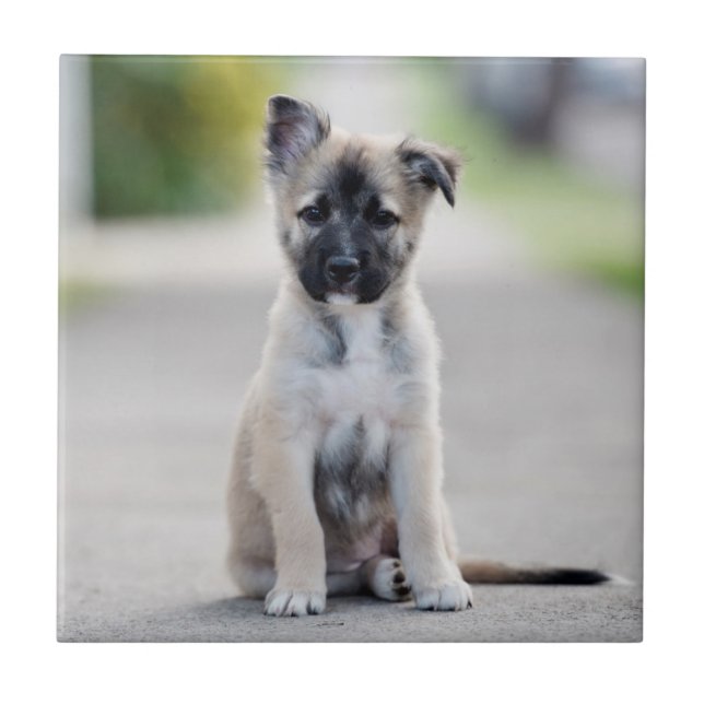 German Shepherd Puppy on Footpath Tile (Front)