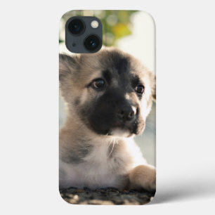 German Shepherd Puppy Over Ledge iPhone 13 Case