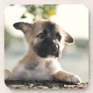 German Shepherd Puppy Over Ledge Coaster
