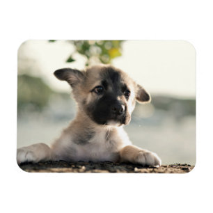 German Shepherd Puppy Over Ledge Magnet