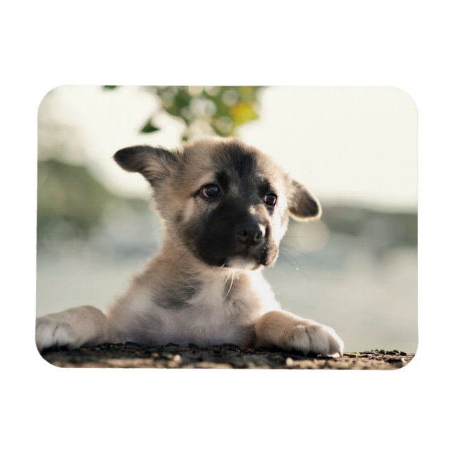 German Shepherd Puppy Over Ledge Magnet (Horizontal)