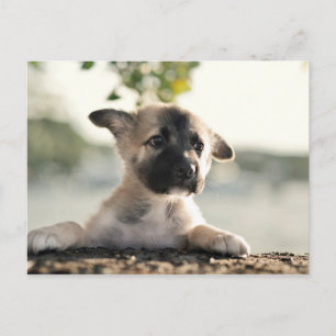 German Shepherd Puppy Over Ledge Postcard