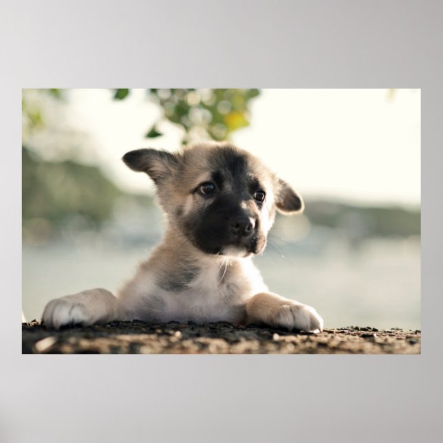 German Shepherd Puppy Over Ledge Poster (Front)
