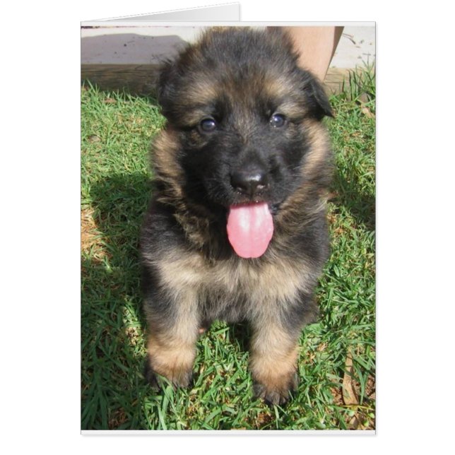 german shepherd puppy.png (Front)