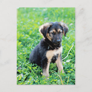 German Shepherd Puppy Postcard