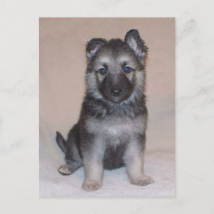 German Shepherd Puppy Postcard