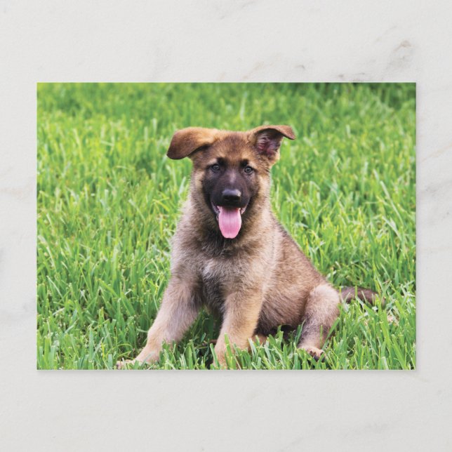 German Shepherd Puppy Postcard (Front)