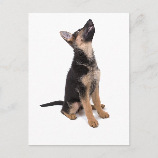 German shepherd puppy postcard (Front)